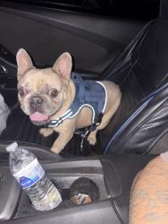 Found/Stray Male Dog last seen 63rd ave and hazelwood st, Phoenix, AZ 85033