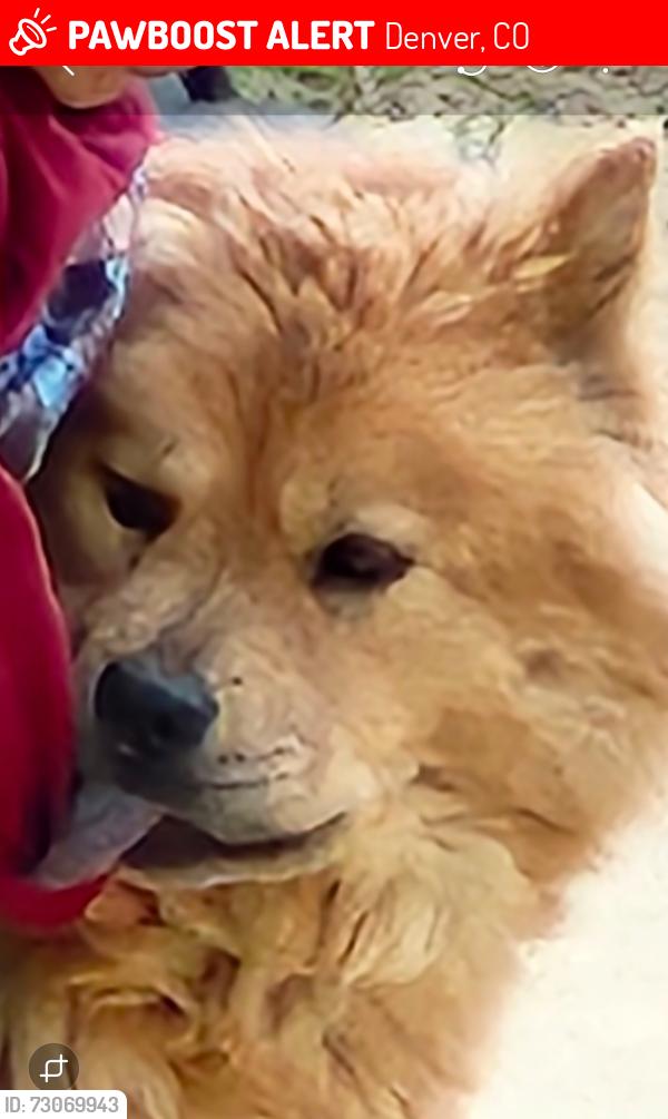 Lost Female Dog last seen Dillon st denver colorado, Denver, CO 80239