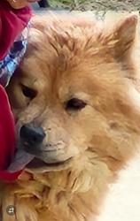 Lost Female Dog last seen Dillon st denver colorado, Denver, CO 80239