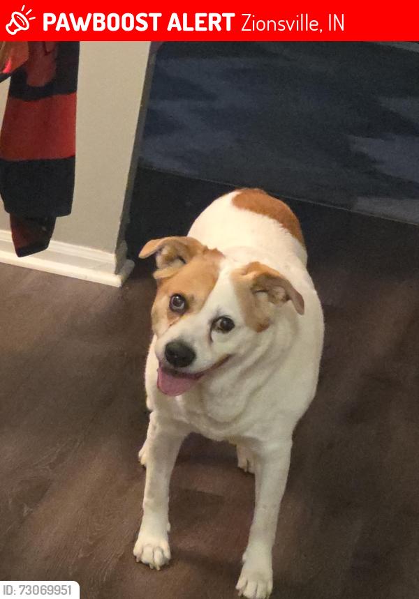 Lost Male Dog last seen Oak st Ford rd, Zionsville, IN 46077