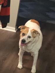 Lost Male Dog last seen Oak st Ford rd, Zionsville, IN 46077