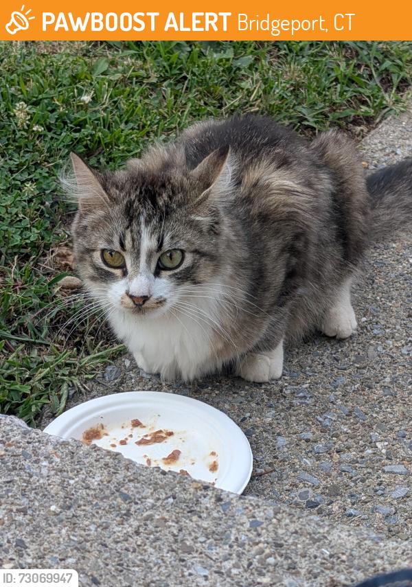 Found/Stray Unknown Cat last seen Cross Street - Monroe Street, Bridgeport, CT 06605