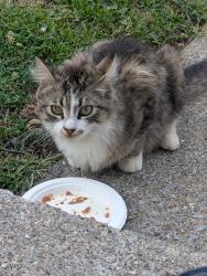 Found/Stray Unknown Cat last seen Cross Street - Monroe Street, Bridgeport, CT 06605