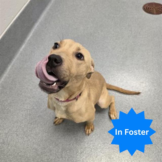 Shelter Stray Female Dog last seen Near, 2600 S Harding St, Indianapolis, IN 46221, USA
