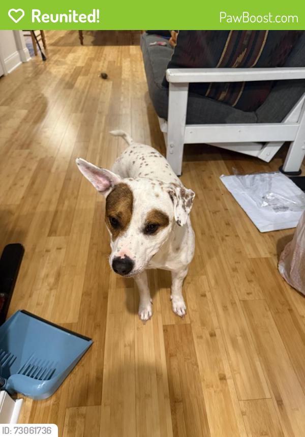 Reunited Male Dog last seen Powell and Fornace street, Norristown , Norristown, PA 19401