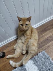 Lost Female Cat last seen By Stella's Florist, Canandaigua, NY 14424