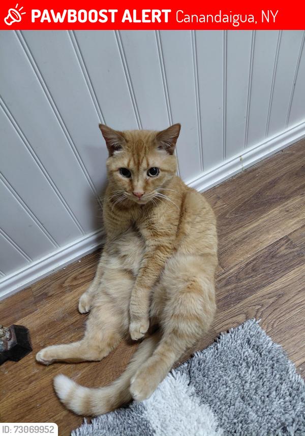 Lost Female Cat last seen By Stella's Florist, Canandaigua, NY 14424