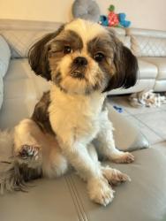 Reunited Male Dog last seen spencer creek , Ruskin, FL 33570
