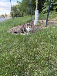 Found/Stray Unknown Cat last seen Park behind St. Sofia Elementary School, Mississauga, ON L4X 1W9