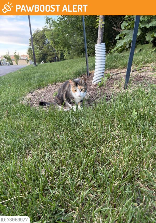 Found/Stray Unknown Cat last seen Park behind St. Sofia Elementary School, Mississauga, ON L4X 1W9