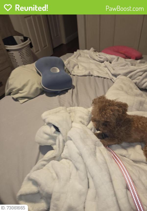 Reunited Female Dog last seen Kings Point, Delray Beach, FL 33446
