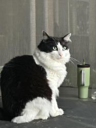 Lost Female Cat last seen Augusta Pines, Augusta Pines, TX 77389