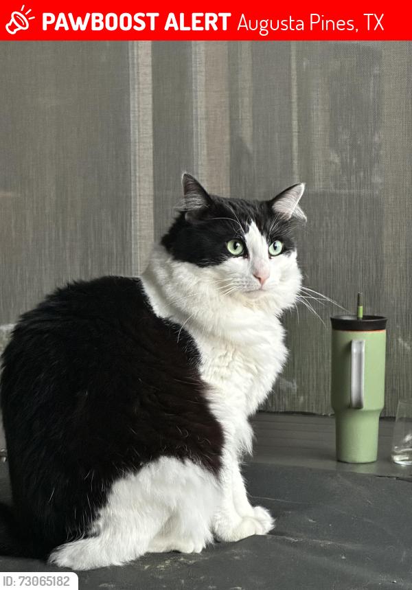 Lost Female Cat last seen Augusta Pines, Augusta Pines, TX 77389