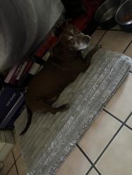 Reunited Male Dog last seen San Jose, CA 95116, USA, San Jose, CA 95116