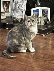Lost Female Cat last seen Fulton and Belden Greens Circle NW, Jackson Township, OH 44718