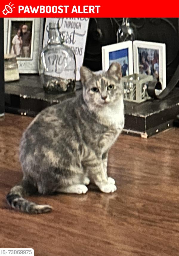 Lost Female Cat last seen Fulton and Belden Greens Circle NW, Jackson Township, OH 44718