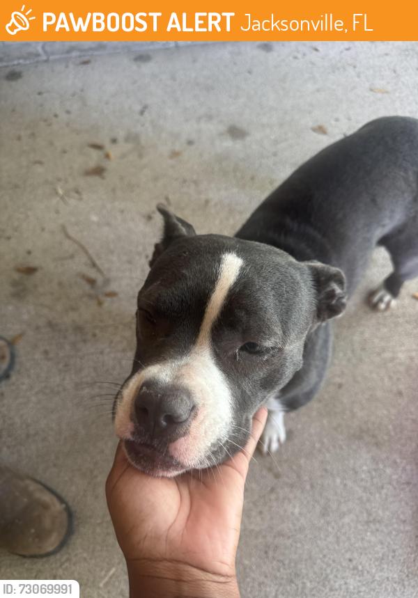Found/Stray Female Dog last seen Hot springs dr s, Jacksonville, FL 32244
