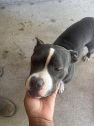 Found/Stray Female Dog last seen Hot springs dr s, Jacksonville, FL 32244