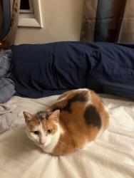 Lost Female Cat last seen Norman Ave lake Hiawatha 07034, Parsippany-Troy Hills, NJ 07034