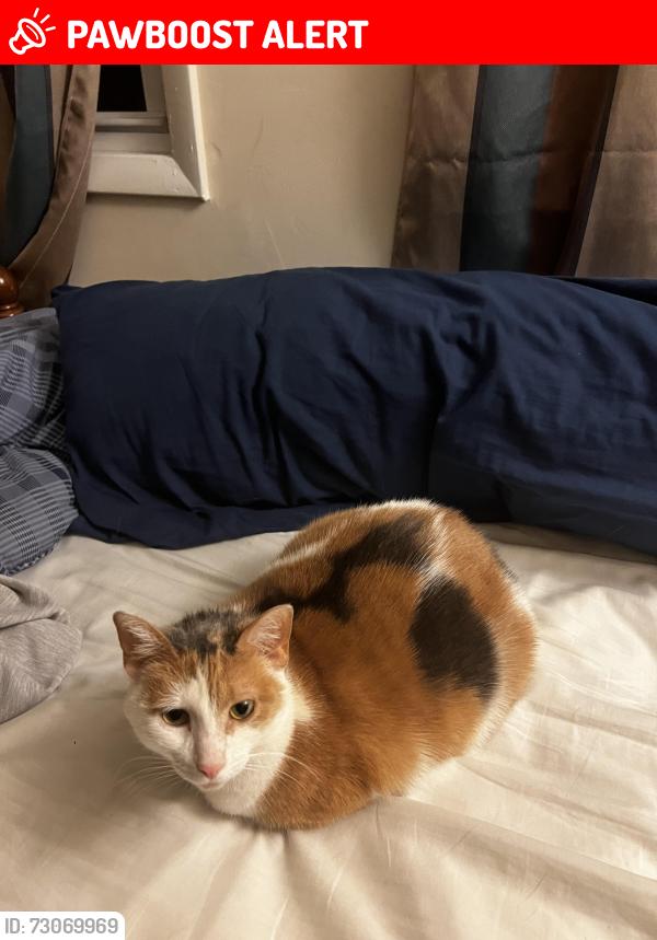 Lost Female Cat last seen Norman Ave lake Hiawatha 07034, Parsippany-Troy Hills, NJ 07034