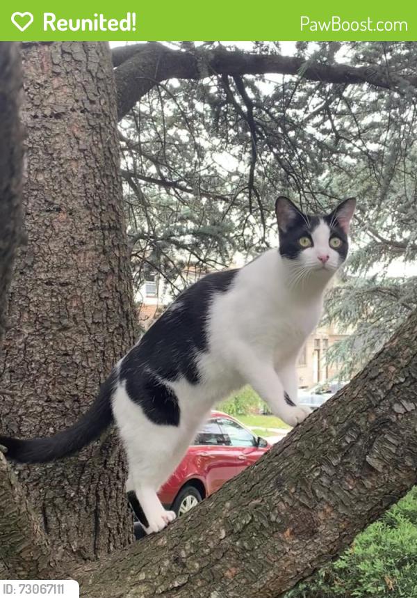 Reunited Female Cat last seen Jane Street parallel to Anderson St and William St, Fort Lee, NJ 07024
