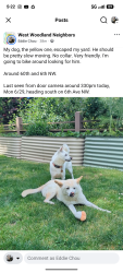 Reunited Male Dog last seen 60th St and 6th Ave NW, Seattle, WA 98107