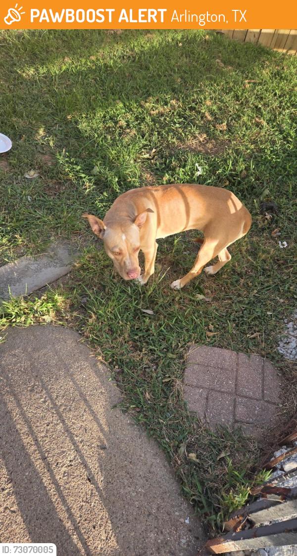 Found/Stray Female Dog last seen Collins and Randol Mill, Arlington, TX 76011