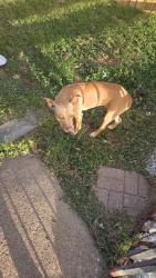 Found/Stray Female Dog last seen Collins and Randol Mill, Arlington, TX 76011