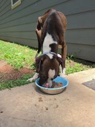 Found/Stray Male Dog last seen Emma Grey Methodist church, Woodruff, SC 29388