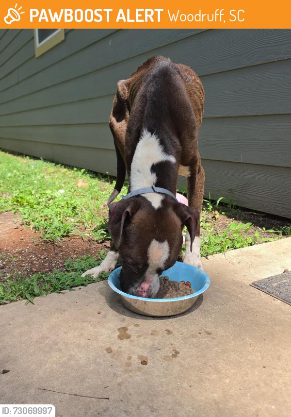 Found/Stray Male Dog last seen Emma Grey Methodist church, Woodruff, SC 29388