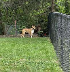 Found/Stray Female Dog last seen Rockville Road and Country Club, Indianapolis, IN 46234