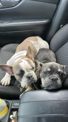 Lost Male Dog last seen State road 7, Miramar, FL 33023