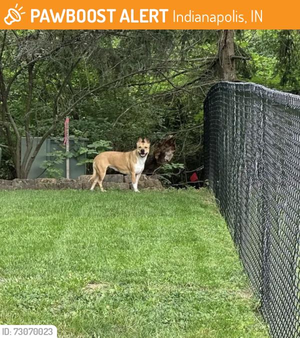 Found/Stray Female Dog last seen Rockville Road and Country Club, Indianapolis, IN 46234