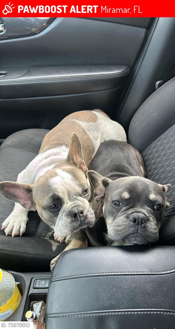 Lost Male Dog last seen State road 7, Miramar, FL 33023