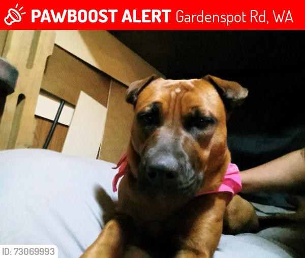 Lost Female Dog last seen Deerlake rd Washington, Gardenspot Rd, WA 99148