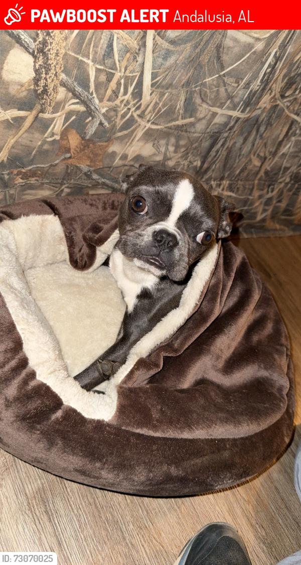 Lost Male Dog last seen Halfway down Shreve Road, Andalusia, AL 36421