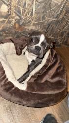 Lost Male Dog last seen Halfway down Shreve Road, Andalusia, AL 36421