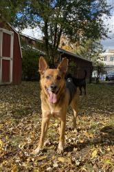 Lost Male Dog last seen Columbia and Coventry Woods Neighborhood in Masom Mi., Mason, MI 48854