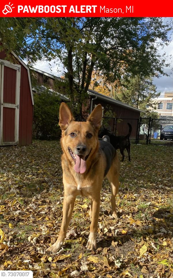Lost Male Dog last seen Columbia and Coventry Woods Neighborhood in Masom Mi., Mason, MI 48854