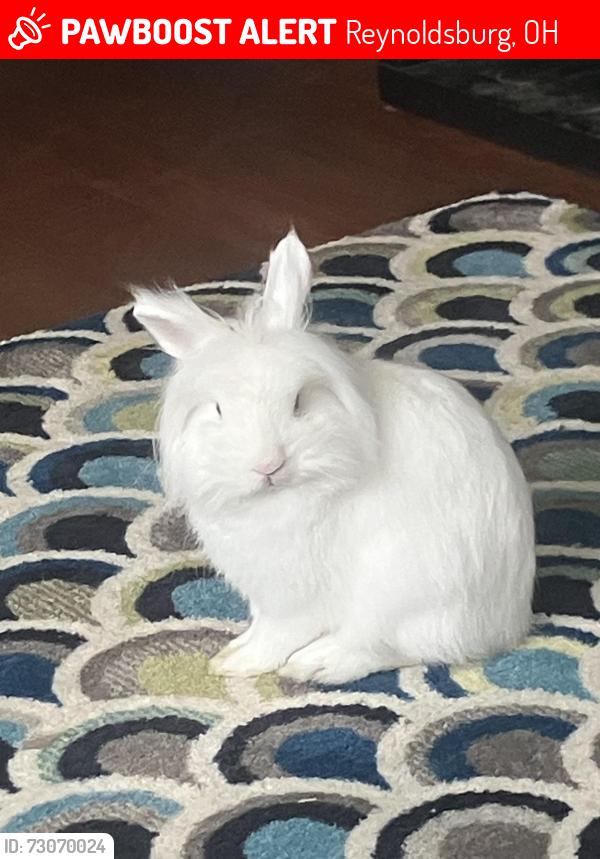 Lost Male Rabbit last seen Centennial drive, Reynoldsburg, OH 43068