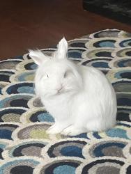 Lost Male Rabbit last seen Centennial drive, Reynoldsburg, OH 43068