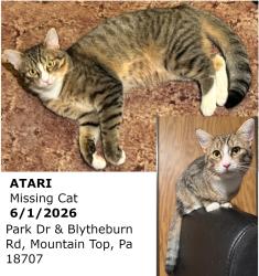 Lost Male Cat last seen Park Dr and Blytheburn Rd, Mountain Top, PA 18707