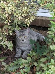 Found/Stray Unknown Cat last seen Terrace Drive, Annandale, VA 22003