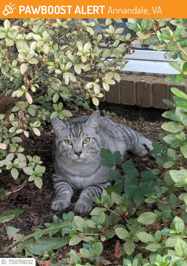 Found/Stray Unknown Cat last seen Terrace Drive, Annandale, VA 22003