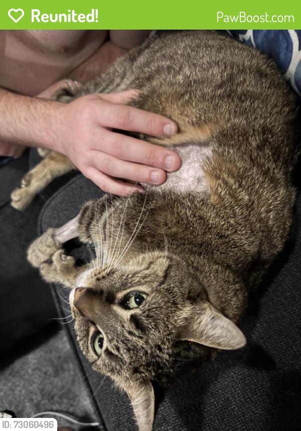 Reunited Female Cat last seen Smith street , Howell Township, NJ 07731