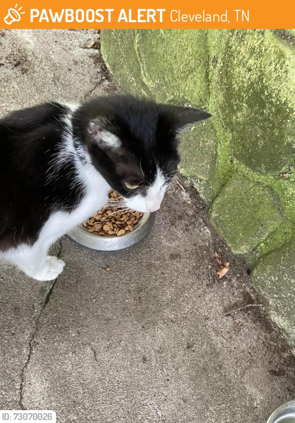 Found/Stray Male Cat last seen Brentwood at Andrew’s behind 25th street Burger King, Cleveland, TN 37311
