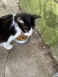 Found/Stray Male Cat last seen Brentwood at Andrew’s behind 25th street Burger King, Cleveland, TN 37311