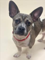 Shelter Stray Male Dog last seen WATKINS ST/B ST, 16 Barnes Ct, Hayward, CA 94544, USA