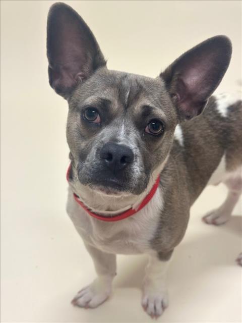 Shelter Stray Male Dog last seen WATKINS ST/B ST, 16 Barnes Ct, Hayward, CA 94544, USA