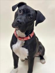 Shelter Stray Male Dog last seen SOUTH HAYWARD BART, 16 Barnes Ct, Hayward, CA 94544, USA